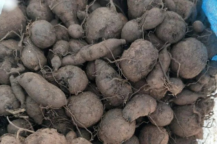 野生三叶青图片与作用