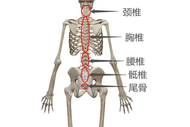 躯干骨图片位置示意图
