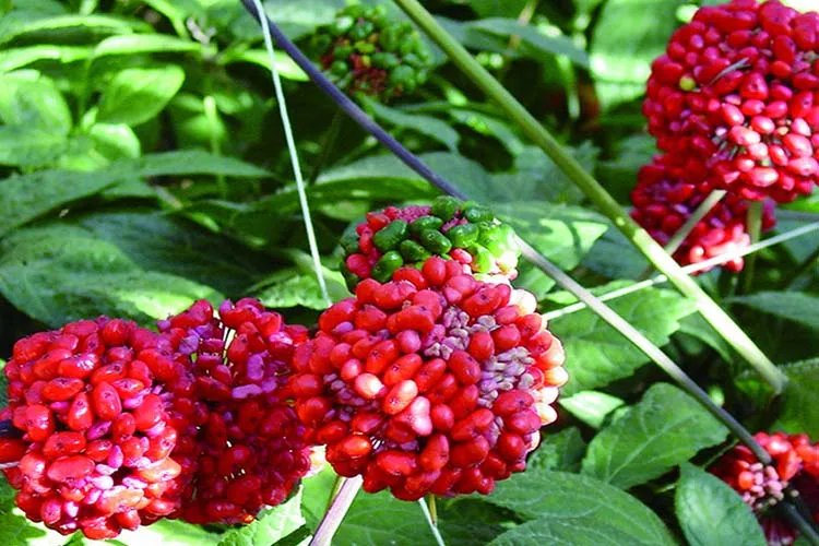 三七植物长什么样子