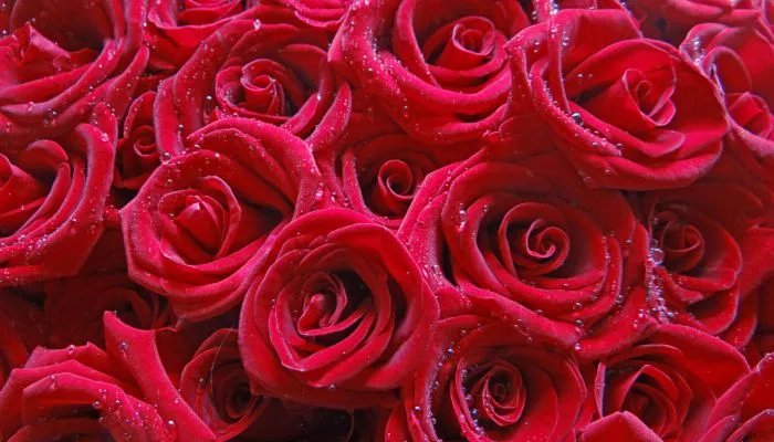 情人节红包数字意义 情人节红包发多少代表什么意思