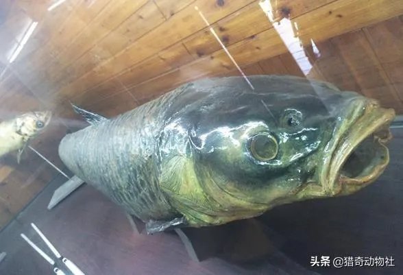 野生青鱼最大能长多少斤？100斤的青鱼要生长多少年？