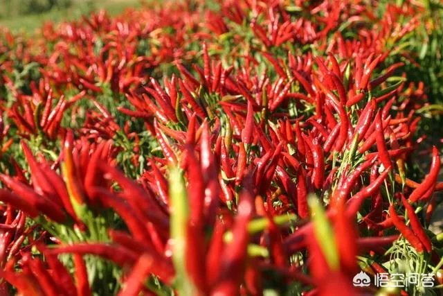 农村种植什么最合适？