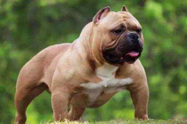 上海首例养犬人遗弃犬只案，此案情会被怎么判定？