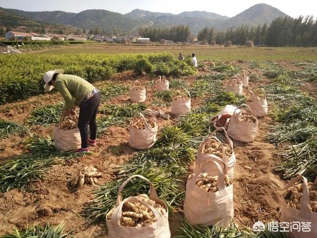 农村种植什么最合适？