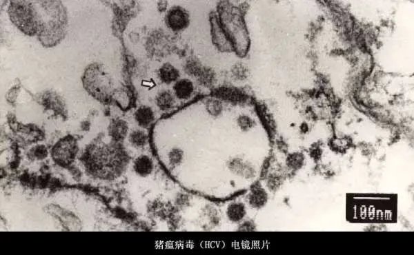 日本已扑杀生猪17万头，日本猪瘟是什么原因导致的？