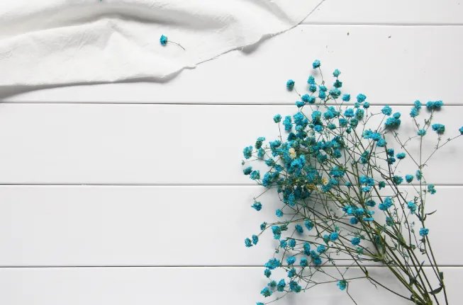 满天星的花语和寓意 送满天星代表什么