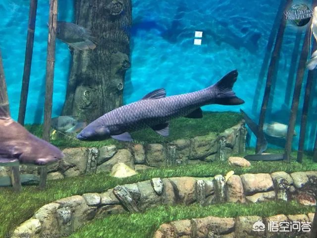 野生青鱼最大能长多少斤？100斤的青鱼要生长多少年？