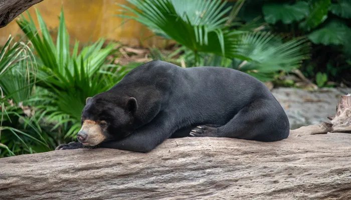 冬眠动物有哪些 冬眠动物有哪些动物