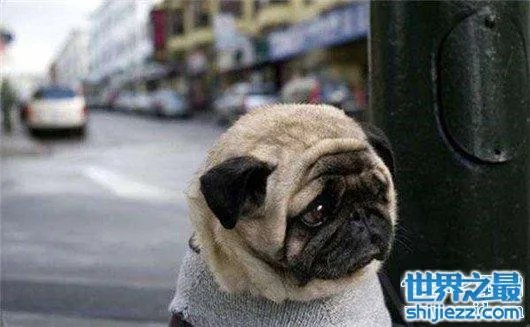 世界上最忧伤的狗，把悲伤写在了脸上 