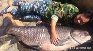 野生青鱼最大能长多少斤？100斤的青鱼要生长多少年？