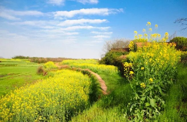 春暖花开的唯美句子 赞美春暖花开的优美短句