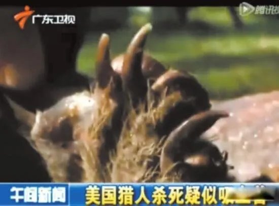 吸血怪兽奇玛伊拉 美国吸血兽到底是什么