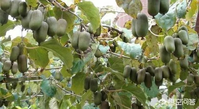 种软枣子的前景如何?