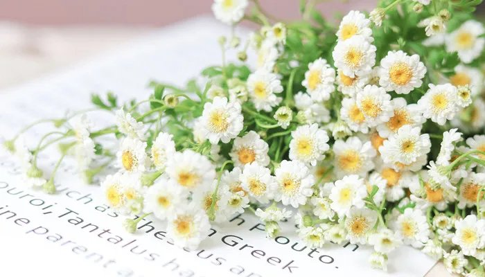 意大利国花是什么 意大利的国花是什么花