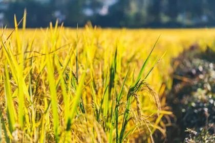 2020年惊蛰时间是几点几分？惊蛰节气的特点？