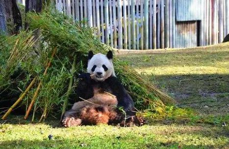 大熊猫热情跟游客击掌互动，为何网友纷纷被萌翻