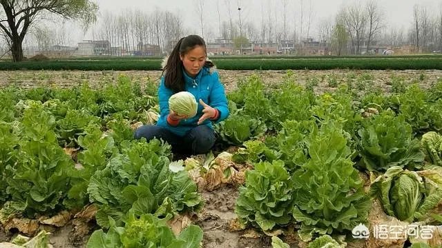 农村种植什么最合适？