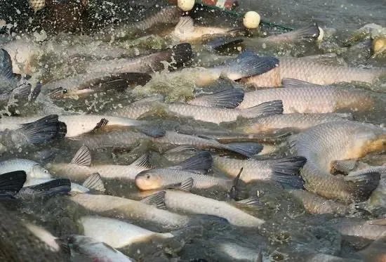 野生青鱼最大能长多少斤？100斤的青鱼要生长多少年？