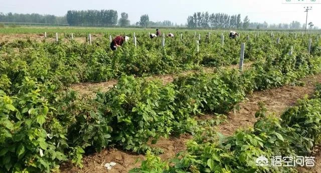 农村种植什么最合适？