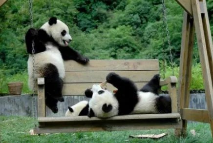 大熊猫热情跟游客击掌互动，为何网友纷纷被萌翻