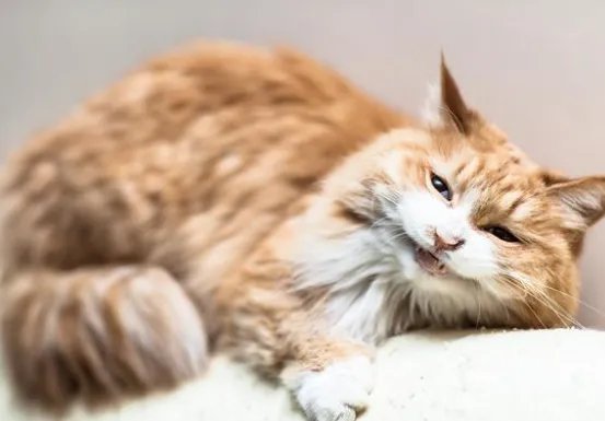 泰国报告全球首例新冠“猫传人”，这件事给予我们哪些警示？