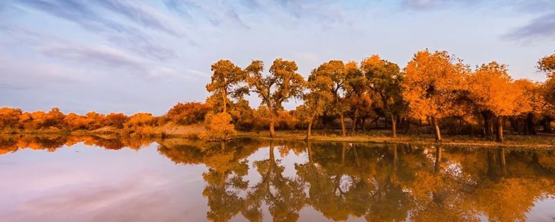 胡杨林在什么地方 胡杨林有哪些地方