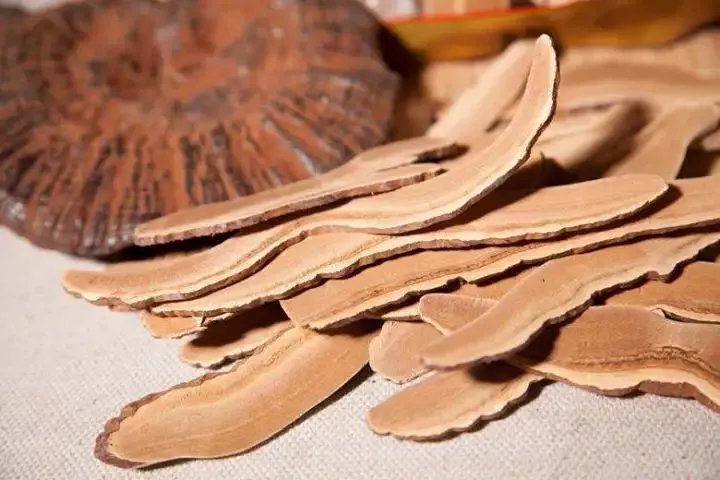 小说中千年灵芝能起死回生，灵芝是年份越久功效越好吗?