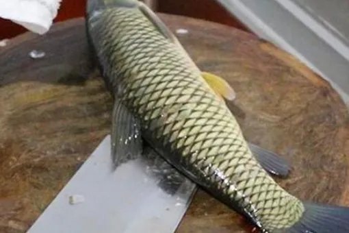 如何做鱼才好吃?