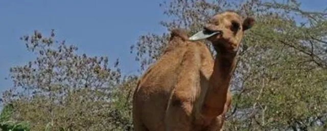 什么动物吃仙人掌都不扎嘴的 仙人掌都不扎嘴的动物原因解析