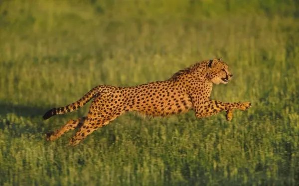 动物之最有哪些