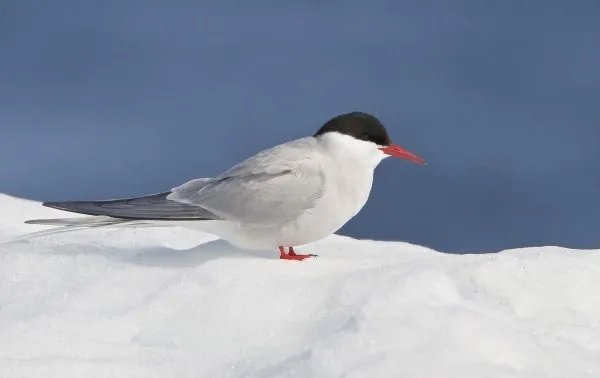 动物之最有哪些