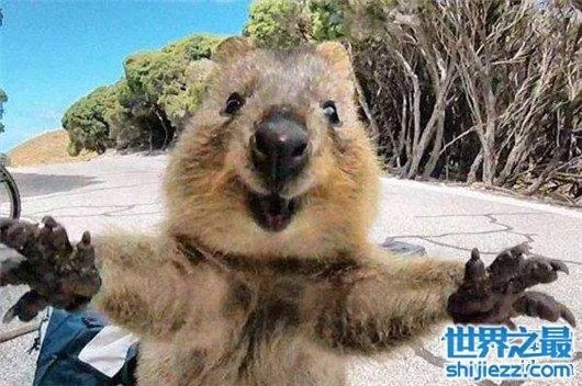 世界上最忧伤的狗，把悲伤写在了脸上 