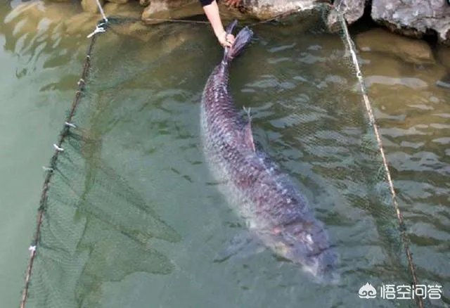 野生青鱼最大能长多少斤？100斤的青鱼要生长多少年？