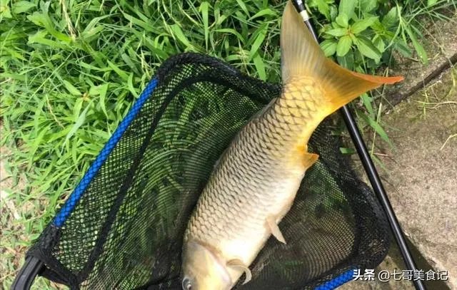 野生青鱼最大能长多少斤？100斤的青鱼要生长多少年？