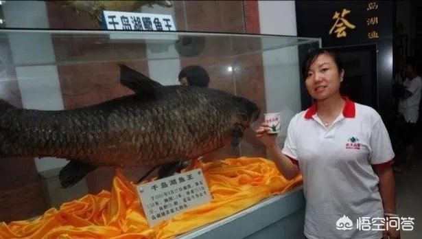 野生青鱼最大能长多少斤？100斤的青鱼要生长多少年？