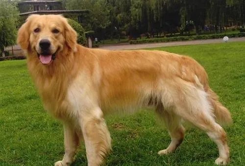 被寄养金毛暴走100多公里回家，狗狗是怎么找回来的？