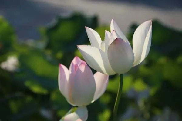 清水出芙蓉，天然去雕饰是什么意思？深层含义