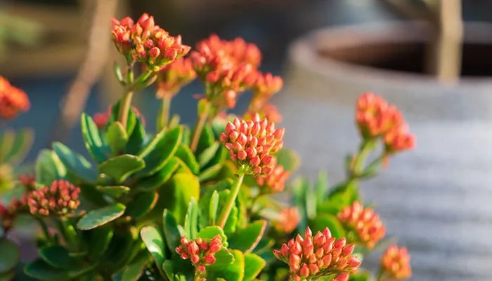 长寿花花语 长寿花花语是什么