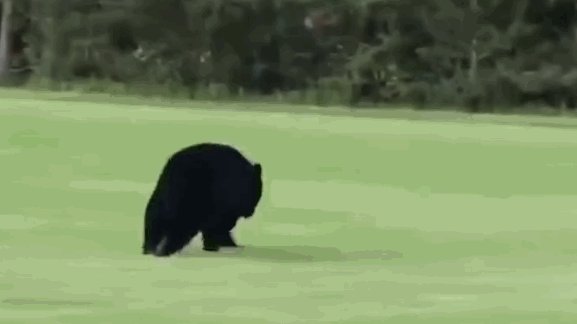 黑熊为脱单徒步650公里：十几万网友为它保驾护航