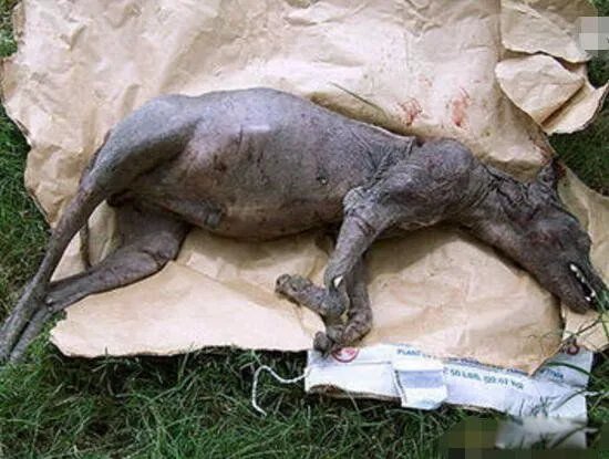 吸血怪兽奇玛伊拉 美国吸血兽到底是什么