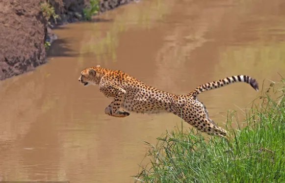 动物之最有哪些