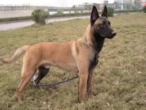 幽灵犬哪里有买，幼犬多少钱一只