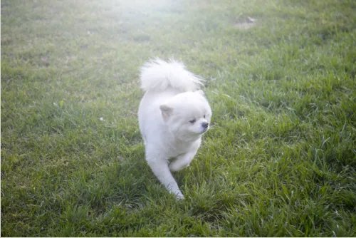 梦见白色的狗好不好  梦见白色的狗有什么预兆