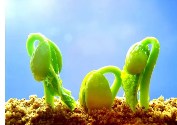 关于春天的农谚