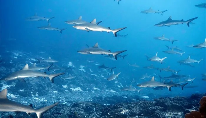 鲨鱼是鱼吗 鲨鱼是不是鱼