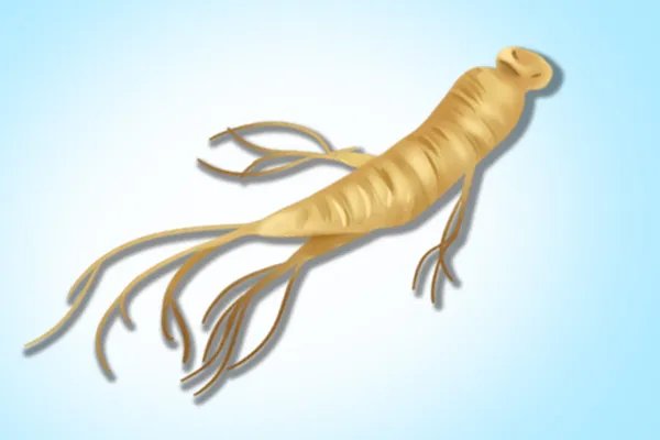 白糖参的功效与作用