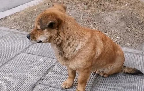 殴打流浪狗的保安和老师被停职，这处罚是否大快人心？