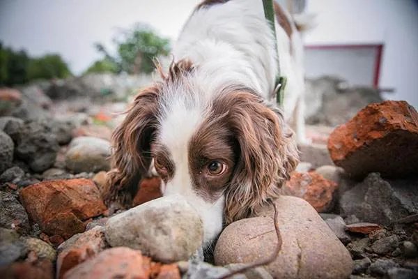 泉州酒店搜救犬贝贝四肢感染，搜救犬在救援过程中发挥着怎样的作用？