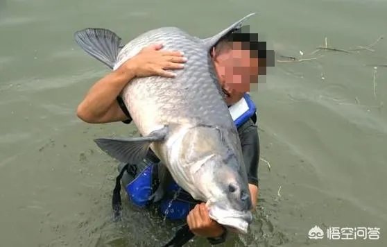 野生青鱼最大能长多少斤？100斤的青鱼要生长多少年？