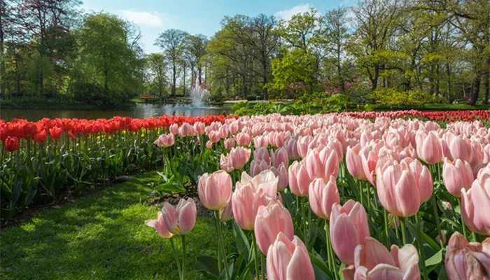 郁金香的产地 郁金香的产地是哪个国家